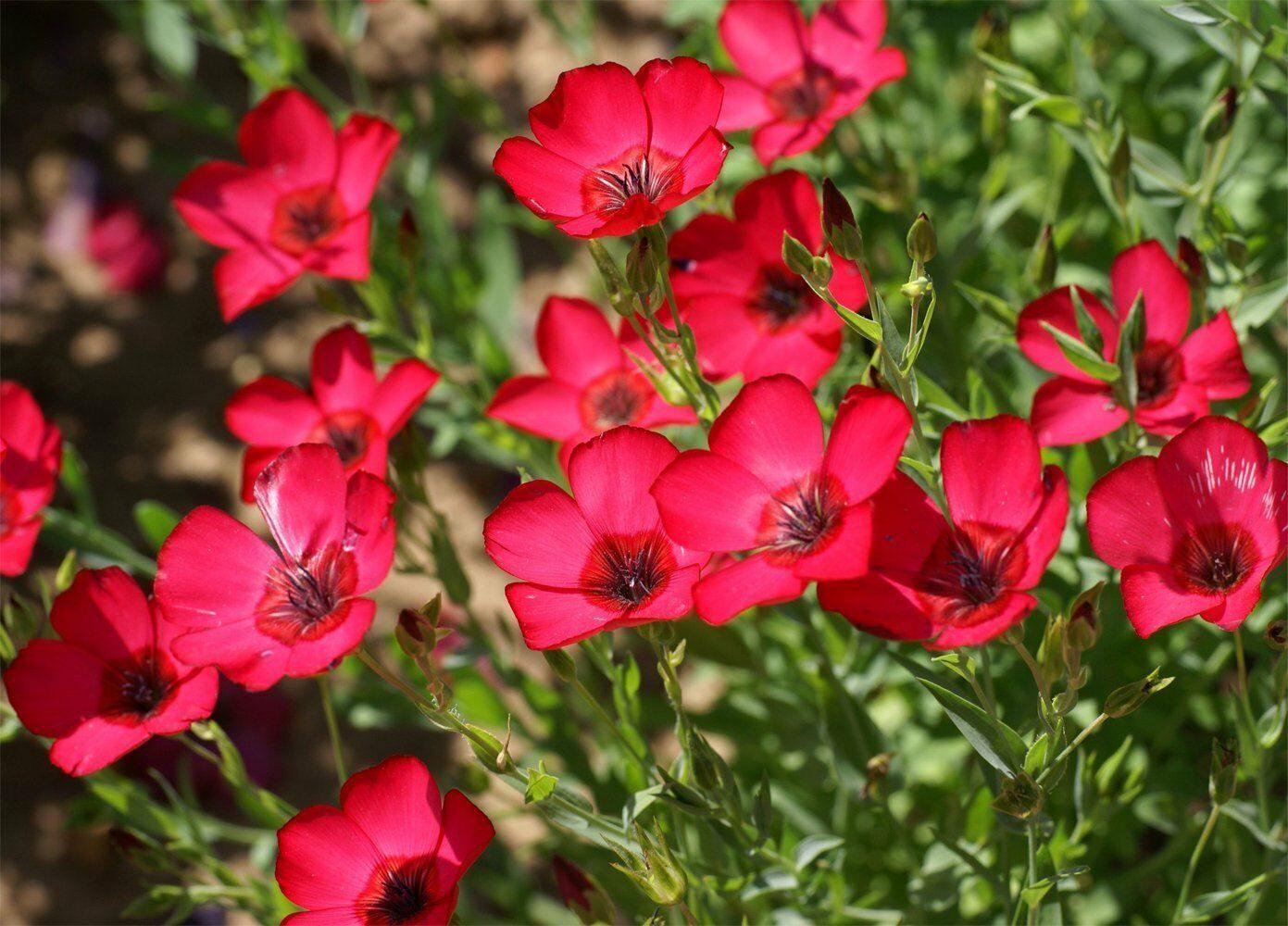 500 Scarlet Flax (Linum Grandiflorum Rubrum) Seeds - Seed World