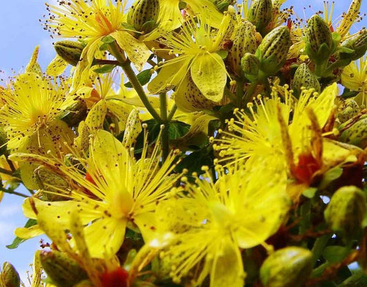 500 St. John's Wort Seeds - Seed World