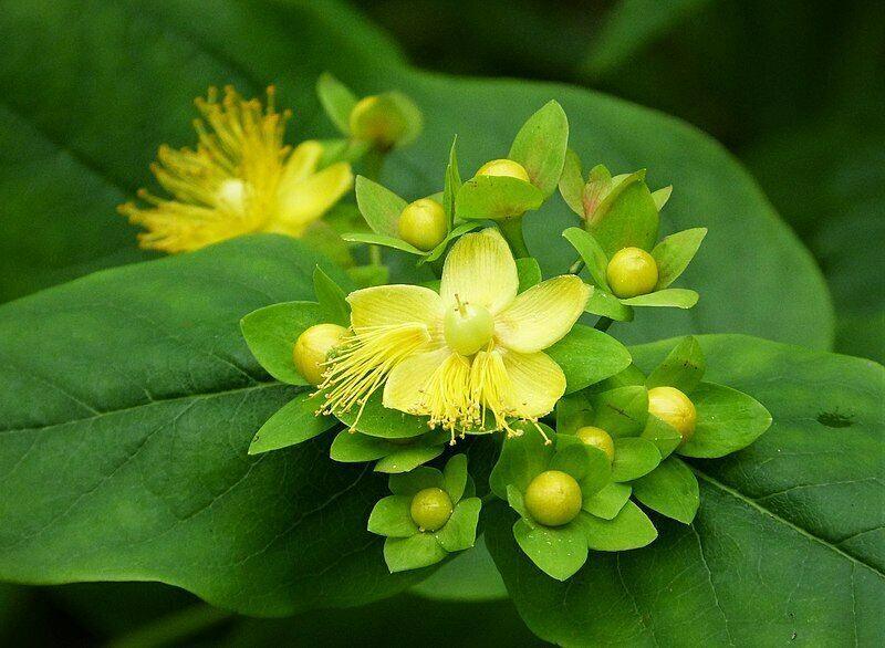 500 St. John's Wort Seeds - Seed World