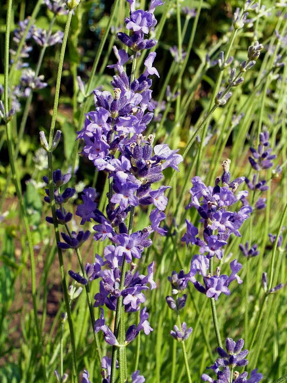 500 True English Lavender Seeds - Seed World
