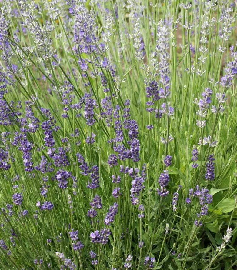 500 True English Lavender Seeds - Seed World