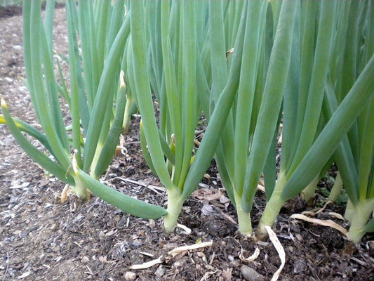 500 White Bunching Onion Seeds - Seed World