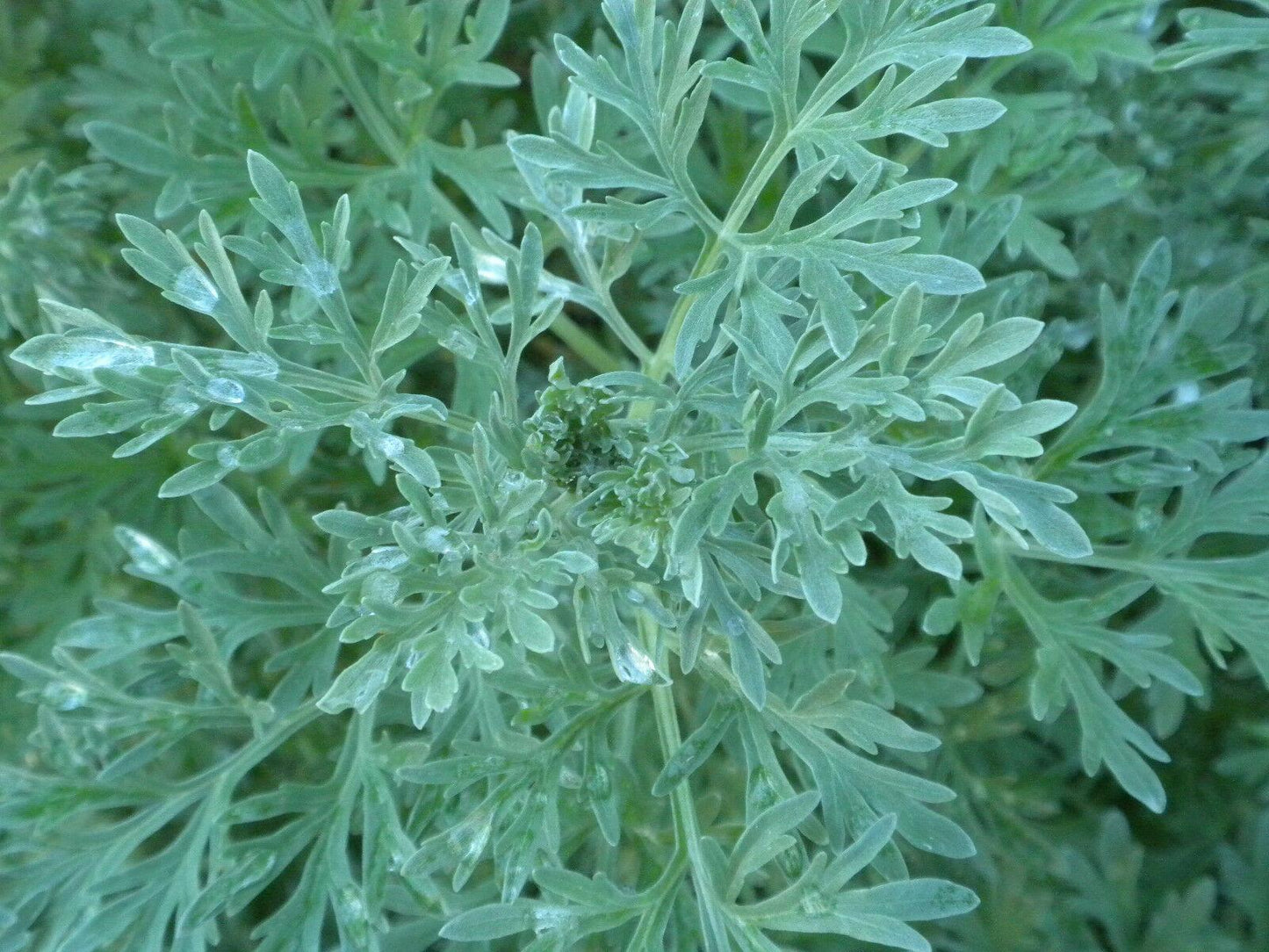 500 Wormwood Absinthe Seeds - Seed World