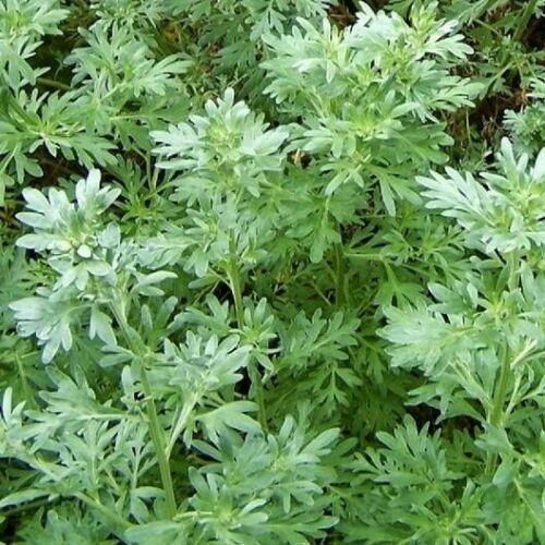 500 Wormwood Absinthe Seeds - Seed World