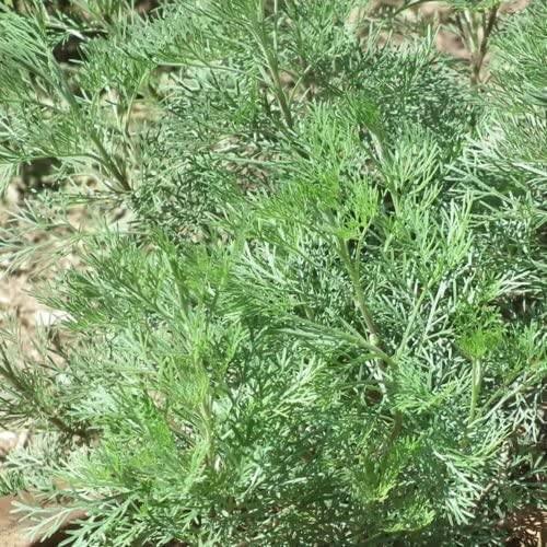 500 Wormwood Absinthe Seeds - Seed World