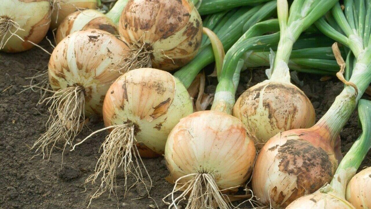 500 Yellow Sweet Spanish Onion Seeds - Seed World