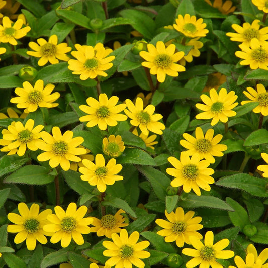 500 Zinnia Creeping Sanvitalia Procumbens Seeds - Seed World