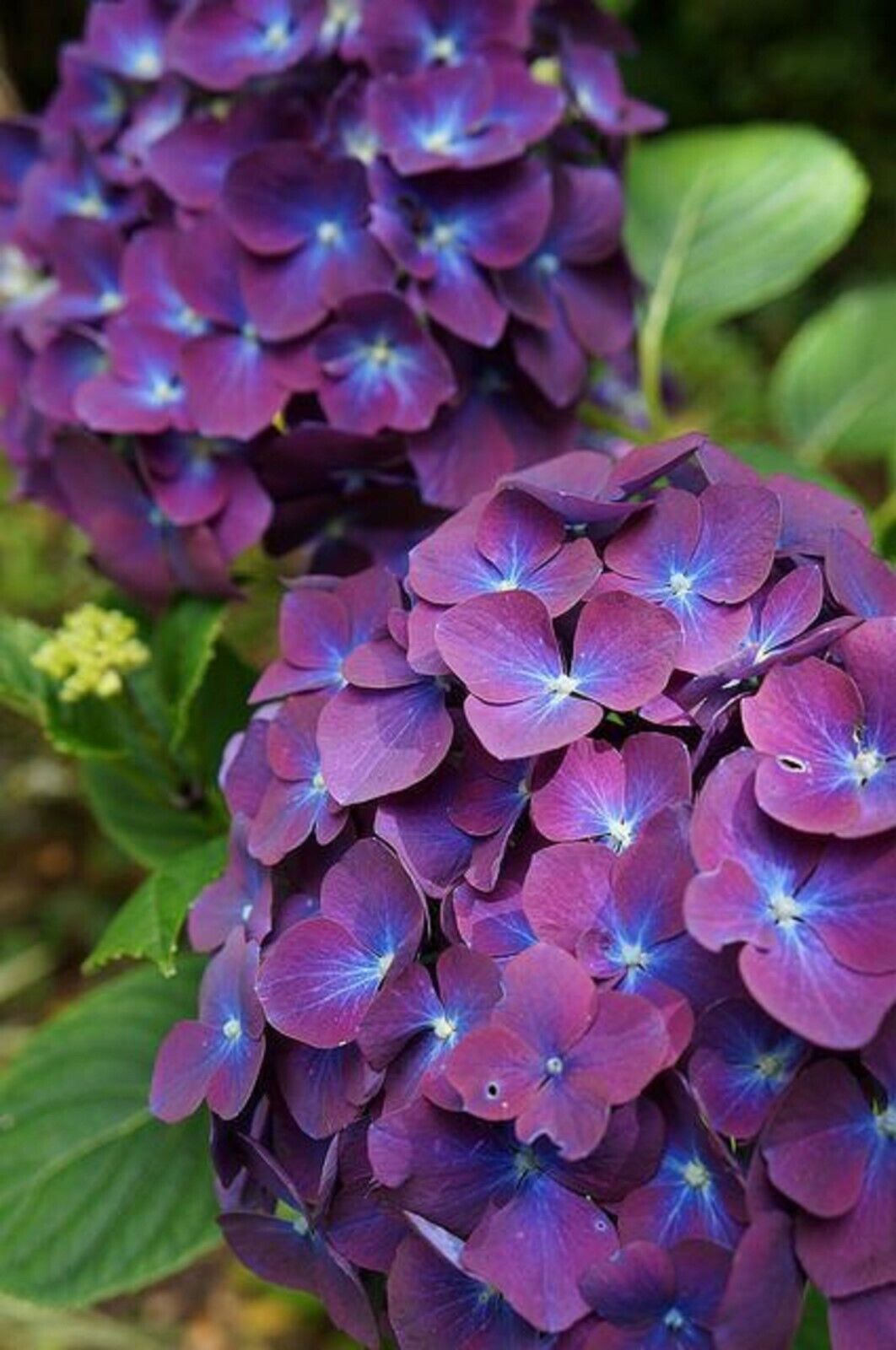 5 Hydrangea Seeds – Mixed Colors