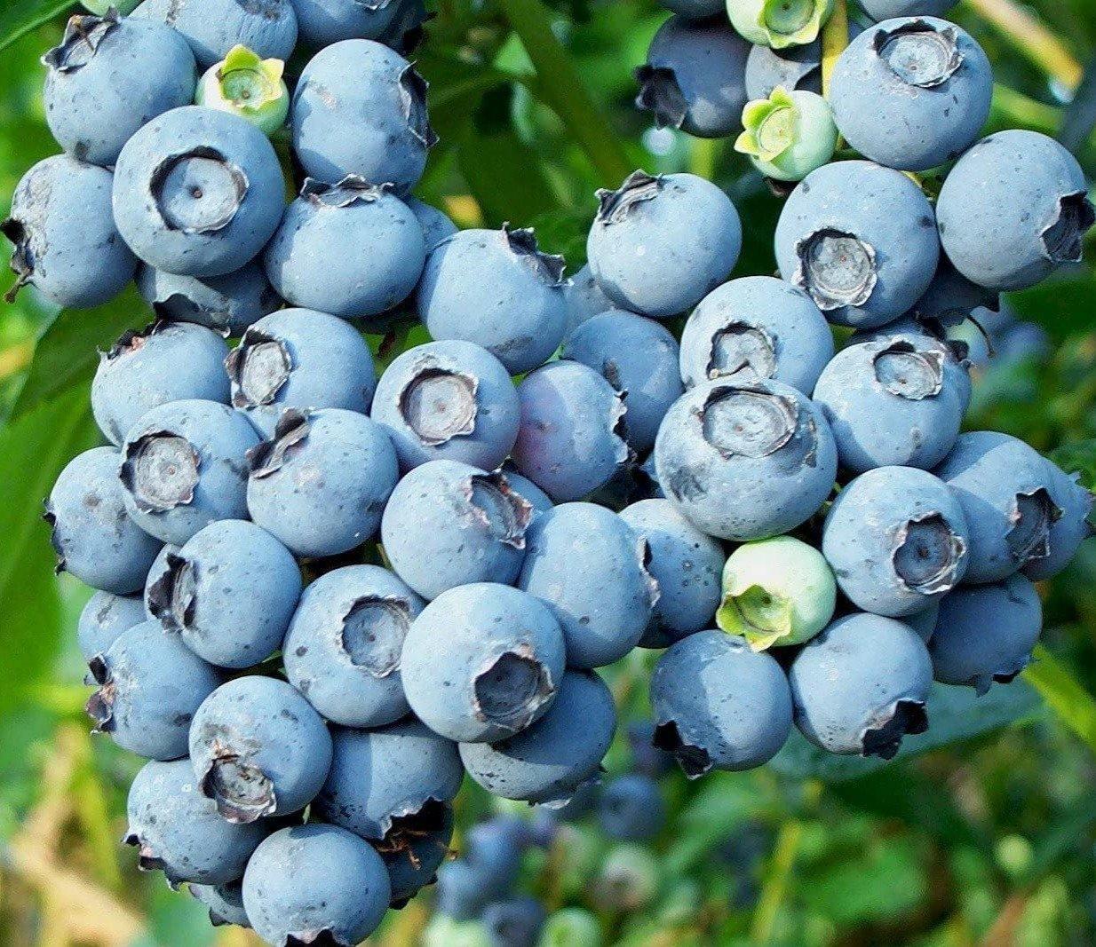 60 Highbush Blueberry Seeds - Seed World