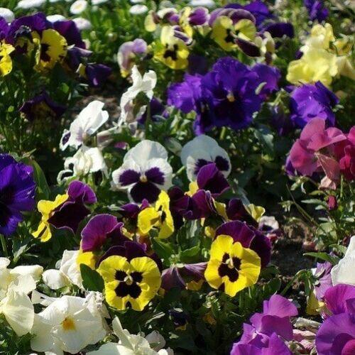 60 Pansy Swiss Giants Seeds β Mixed Colors - Seed World