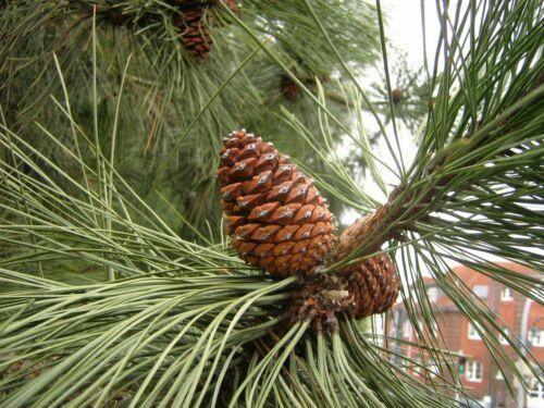 60 Ponderosa Pine - Pinus Ponderosa Seeds - Seed World