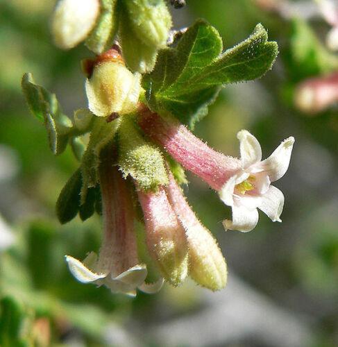 60 Red Wax Currant Berry Seeds - Seed World