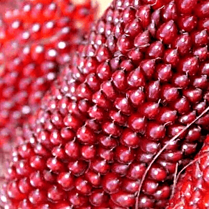 20 Strawberry Rare Ruby Corn Seeds - Seed World