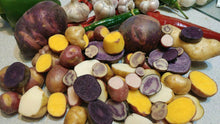 60 True Potato Seeds | Organic TPS Berry Purple Red Yellow Mix - Seed World