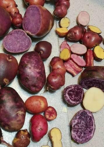 60 True Potato Seeds | Organic TPS Berry Purple Red Yellow Mix - Seed World