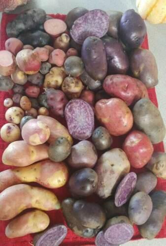60 True Potato Seeds | Organic TPS Berry Purple Red Yellow Mix - Seed World