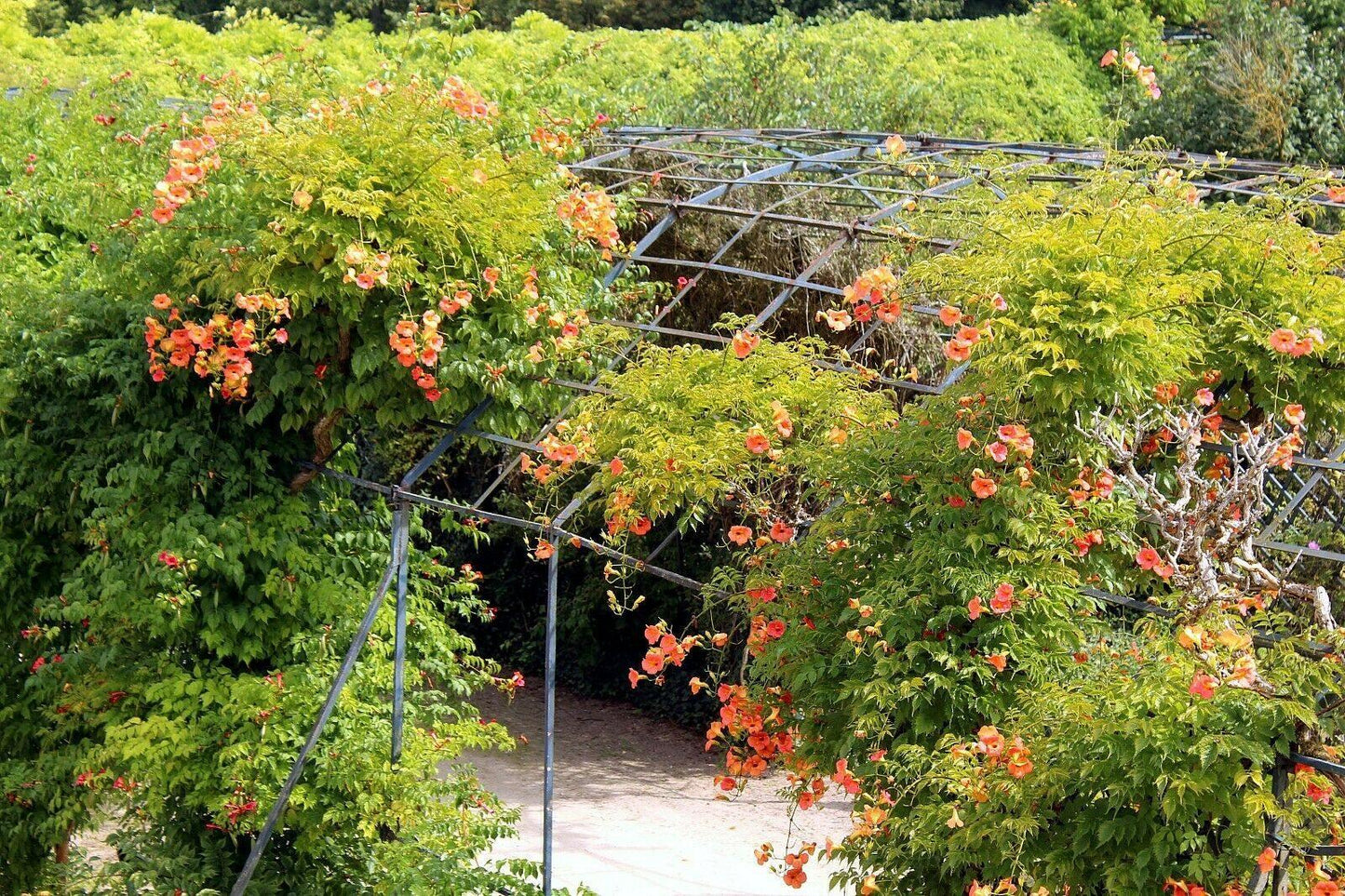 60 Trumpet Vine (Campsis Radicans) Seeds - Seed World
