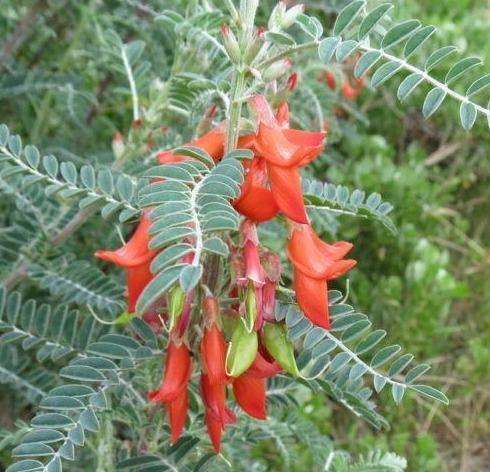 7 Lessertia Frutescens Seeds - Seed World