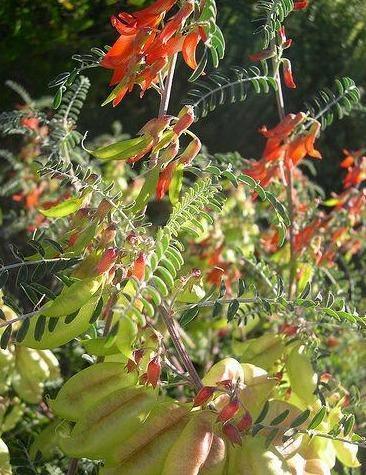 7 Lessertia Frutescens Seeds - Seed World