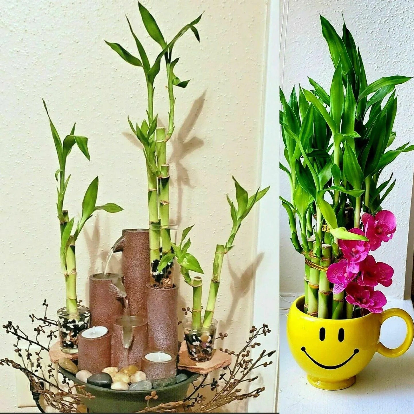 7 Lucky Bamboo Plant 4" Stalks Live Plant - Seed World