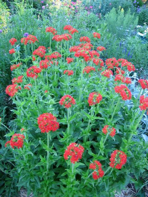 70 Red Lychnis Coronaria Seeds - Seed World