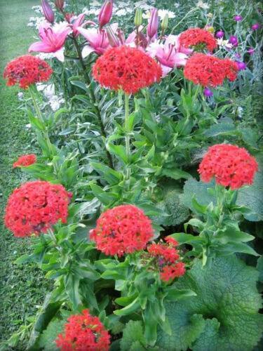 70 Red Lychnis Coronaria Seeds - Seed World