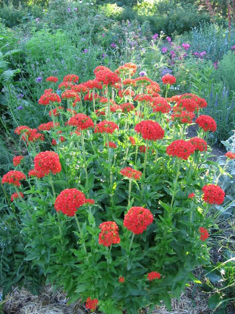 70 Red Lychnis Coronaria Seeds - Seed World
