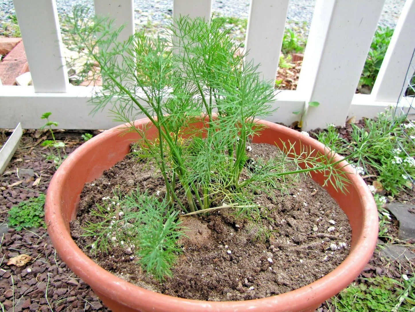 700 Mammoth Long Island Dill Seeds - Seed World