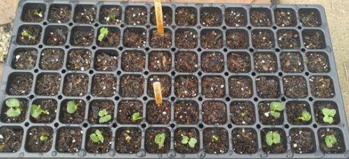 72 Cell Seed Starter Propagation Kit Tray - Seed World