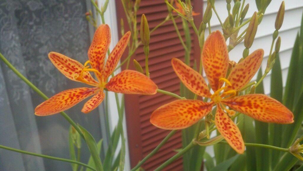 75 Blackberry Freckle Face Lily Seeds - Seed World