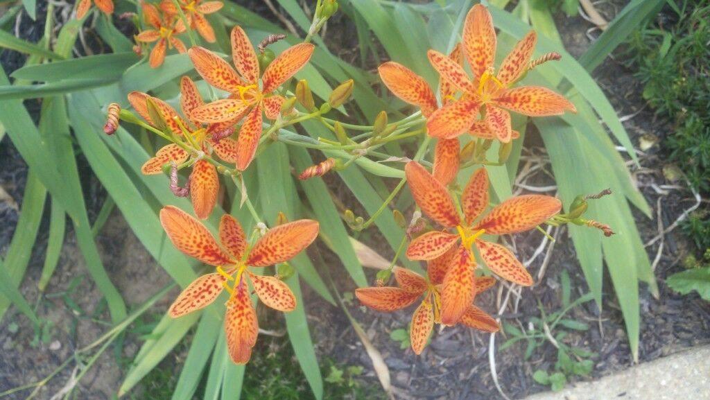 75 Blackberry Freckle Face Lily Seeds - Seed World