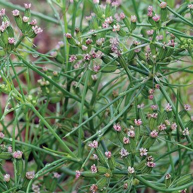 75 Cumin Herb Seeds - Seed World