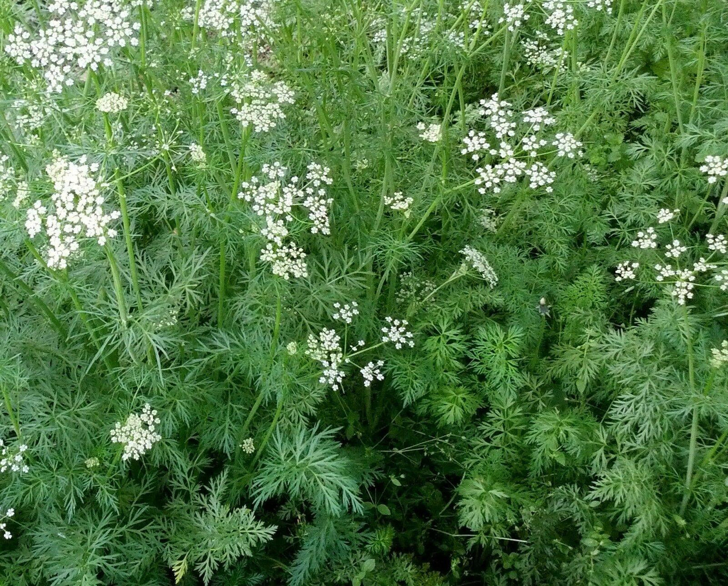 75 Cumin Herb Seeds - Seed World