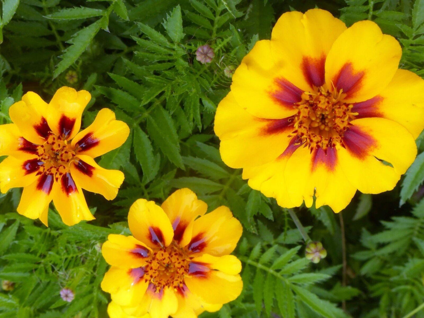 75 French Marigold - Dainty Marietta Seeds - Seed World
