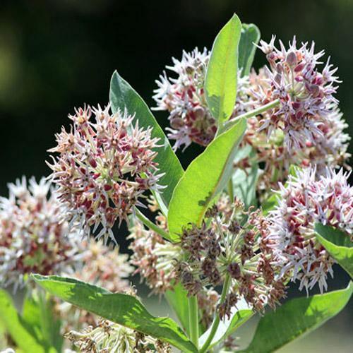 75 Showy Milkweed - Greek Milkweed Seeds - Seed World