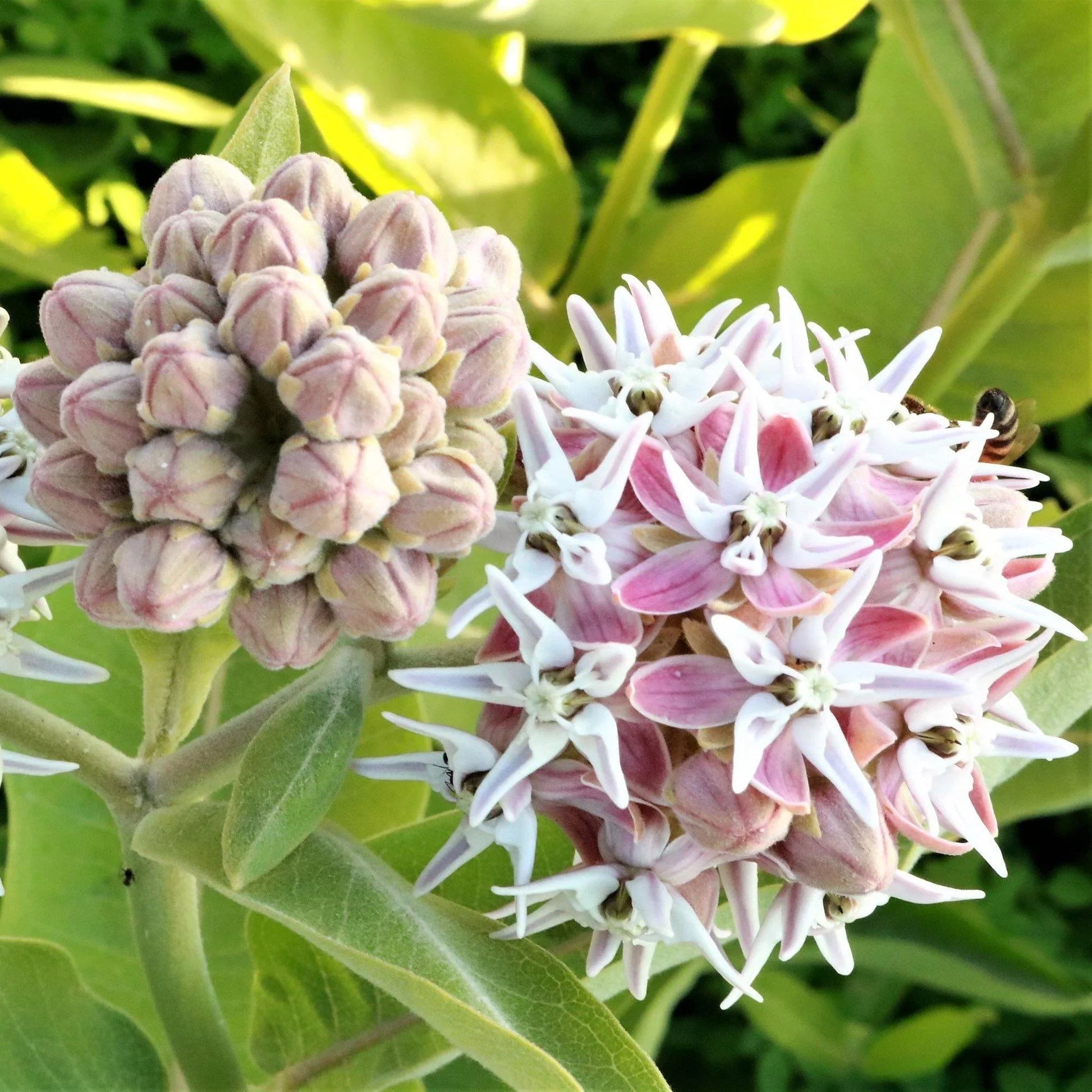 75 Showy Milkweed - Greek Milkweed Seeds - Seed World