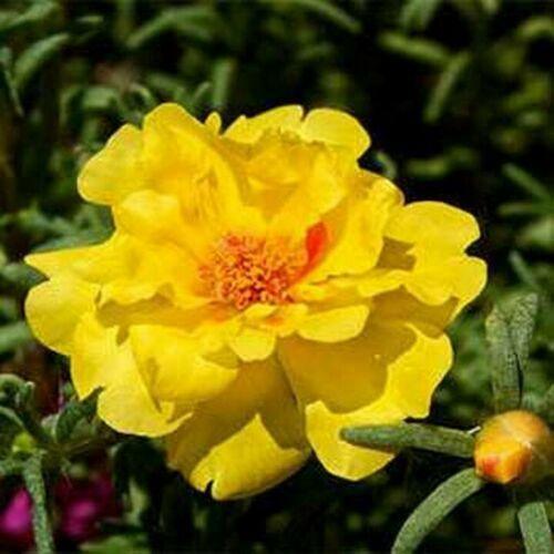 75 Yellow Moss Rose - Portulaca Seeds - Seed World