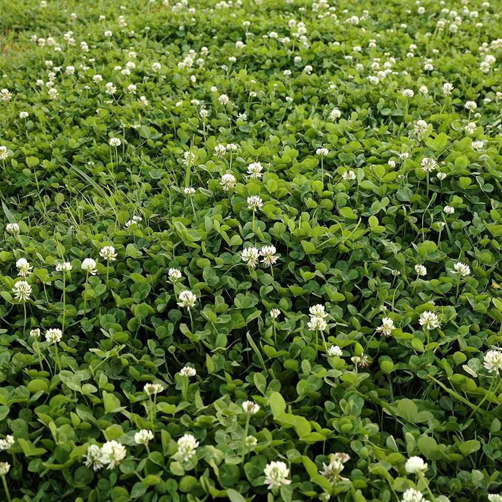Field of green clover with white flowers