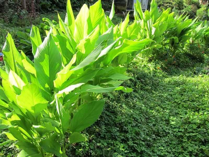 8 Turmeric Curcuma Longa Root To Plant - Seed World