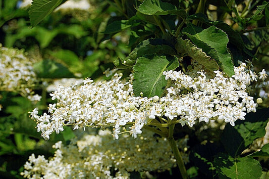 80 European Black Elderberry Seeds - Seed World
