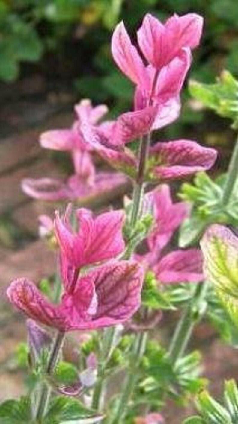 80 Pink Sunday Annual Clary Sage | Salvia Viridis Herb Flower Seeds - Seed World