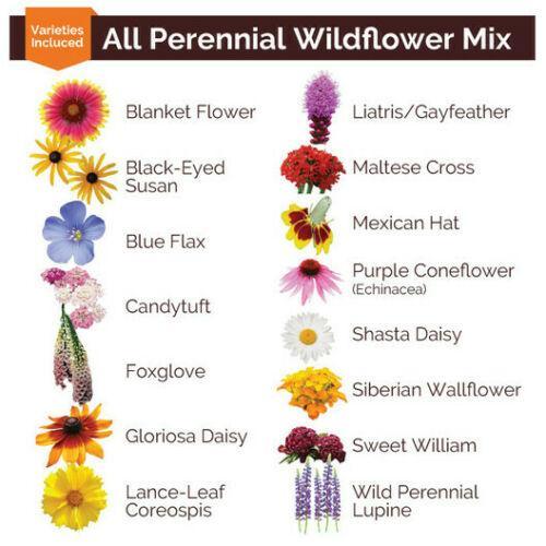 800 All Perennial Mix 15 Species Flowers - Seed World