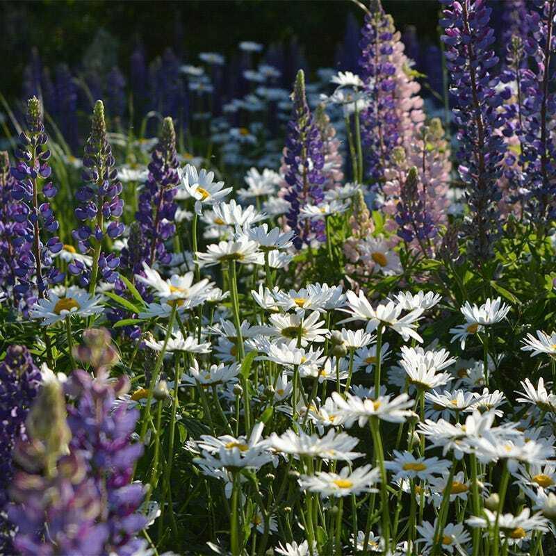 800 All Perennial Mix 15 Species Flowers - Seed World