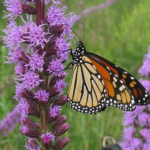 800 All Perennial Mix 15 Species Flowers - Seed World