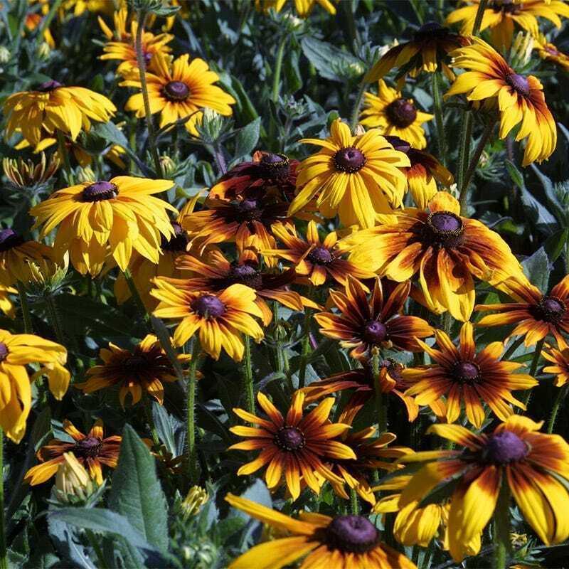 800 All Perennial Mix 15 Species Flowers - Seed World
