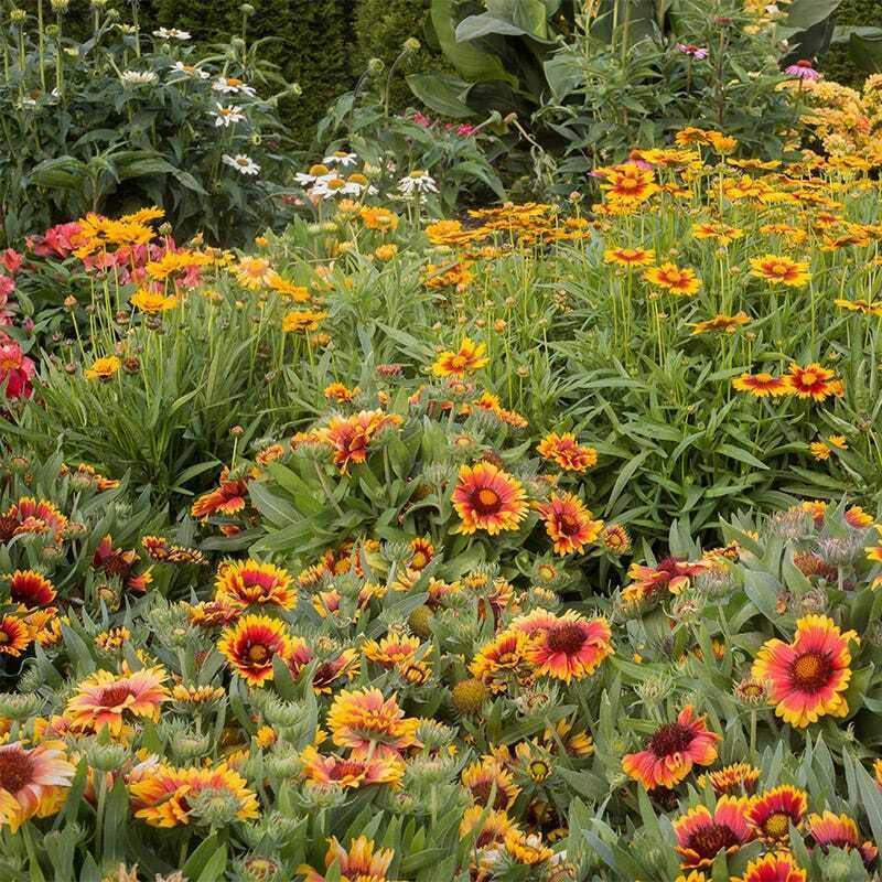 800 All Perennial Mix 15 Species Flowers - Seed World