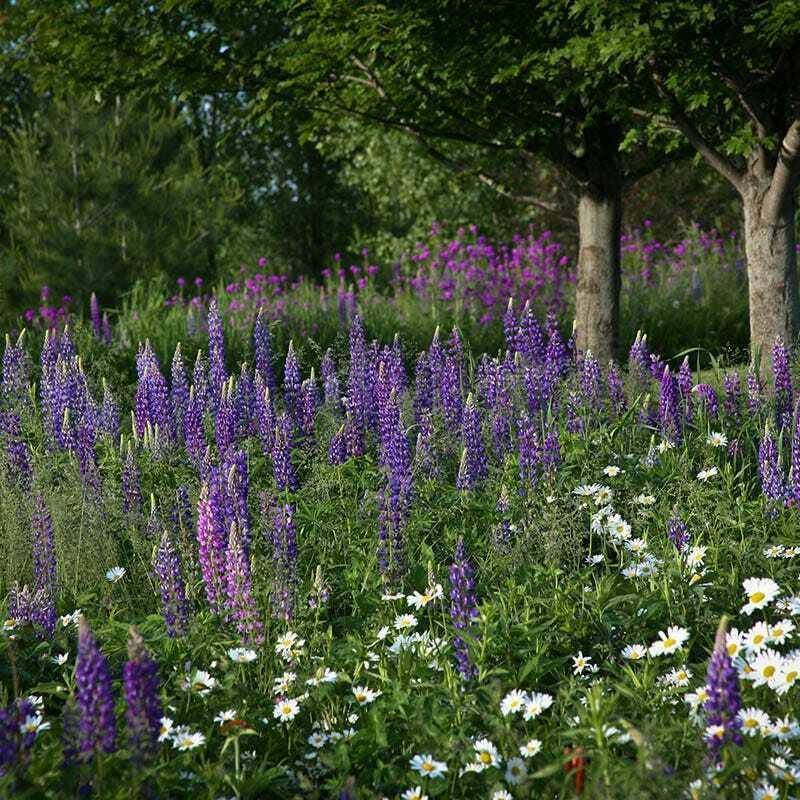 800 All Perennial Mix 15 Species Flowers - Seed World