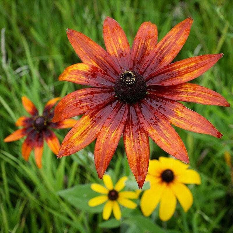 800 All Perennial Mix 15 Species Flowers - Seed World