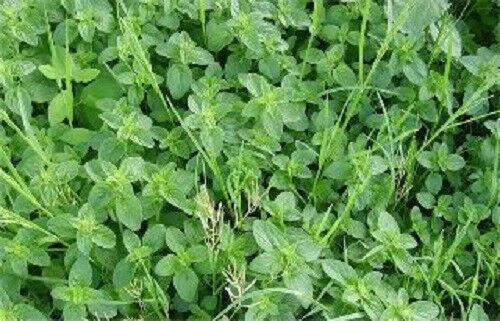 800 Walk On Me Creeping Thyme Seeds - Seed World