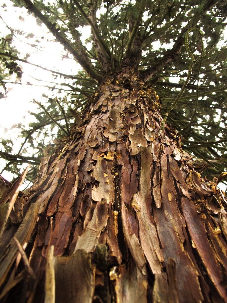 25 Arizona Cypress - Cupressus Arizonica Seeds